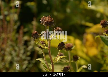 Braune helianthus mollis Herbst gefärbte, aschige Sonnenblumen im Spätsommer mit braun getrockneten Kronblättern Stockfoto