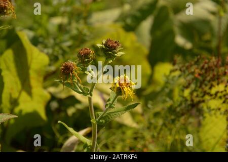 Ashy Sonnenblumen im Spätsommer mit braun getrockneten Kronblättern, helianthus mollis Herbst mit behaartem Stamm gefärbt Stockfoto