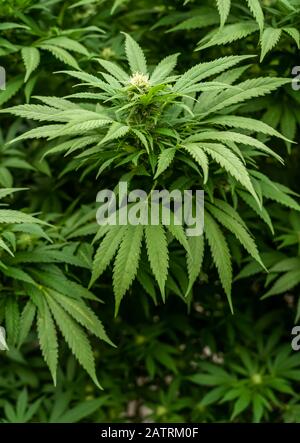Cannabispflanze mit prominenten Blütenpistillen, die auf eine fortschreitende Reife hindeuten; Alberta, Kanada Stockfoto