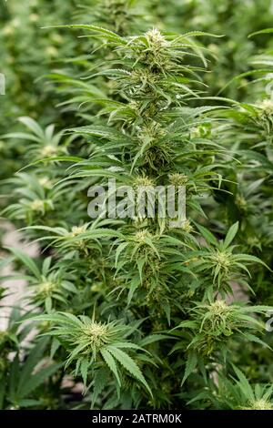 Cannabispflanze mit prominenten Blütenpistillen, die auf eine fortschreitende Reife hindeuten; Alberta, Kanada Stockfoto