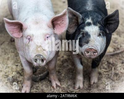 Zwei Schweine auf einer Farm, die die Kamera betrachten; Armstrong, British Columbia, Kanada Stockfoto