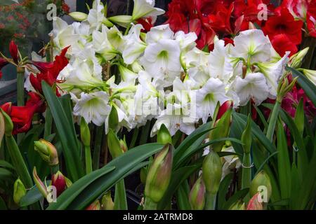 Blumen im Blumenmarkt von New York City Stockfoto