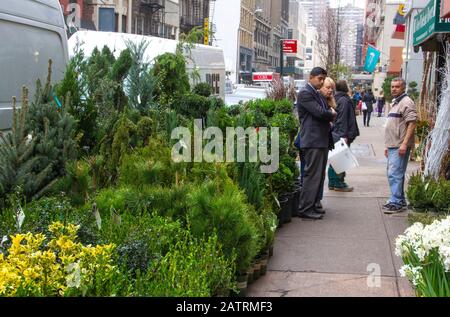 Weihnachtsverkauf auf dem Blumenmarkt, New York City Stockfoto