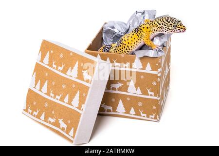 Überraschung Weihnachtsgeschenk, ein Leopardengecko (Eublepharis macularius) in einer Weihnachts-Geschenkbox; Studio Stockfoto
