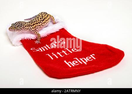 Leopardengecko (Eublepharis macularius), der sich bereit machte, ihren Weihnachtsstrumpf aufzuhängen; Studio Stockfoto