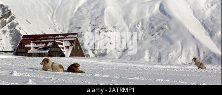 Hunde auf schneebedeckter Skipiste in hohen Winterbergen. Kaukasusgebirge, Georgien, Region Gudauri. Panoramaaussicht. Stockfoto