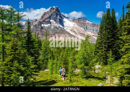 Wanderer auf einem Bergweg in einer Wiese von Bäumen mit Berggipfel in der Ferne mit blauen Himmel und Wolken, Yoho Nationalpark Stockfoto