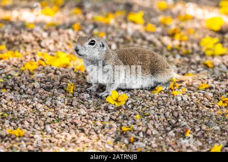 Rundschwanzhörnchen (Xerospermophilus tereticadus) Auf dem Boden inmitten gefallener gelber Blüten eines Palo Verde-Baum Stockfoto
