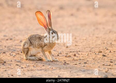 Hintergrundbeleuchtetes Schwarzschwanz-Jackrabbit (Lupus californicus) mit Sonnenlicht, das durch die Ohren scheint; Casa Grande, Arizona, Vereinigte Staaten von Amerika Stockfoto