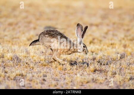 Schwarzschwanz-Jackrabbit (Lupus californicus) hüpft durch ein offenes Feld; Casa Grande, Arizona, Vereinigte Staaten von Amerika Stockfoto
