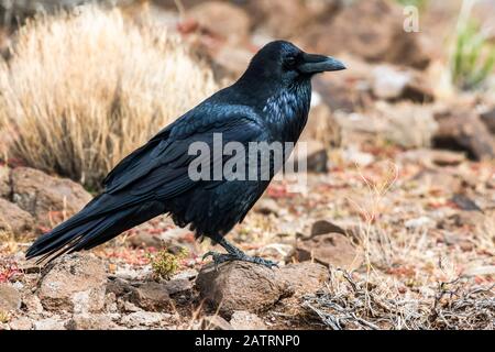 Seitenansicht eines Common Raven (Corvus corax) auf dem Boden im Petrified Forest National Park; Arizona, USA Stockfoto