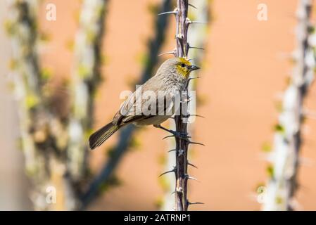 Verdin (Auriparus flaviceps), die sich an einem dornigen Ocotillo (Fouquiera splendens) Zweig festhält; Casa Grande, Arizona, Vereinigte Staaten von Amerika Stockfoto