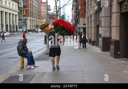 Poinsettien auf der 6th Avenue New York tragen Stockfoto