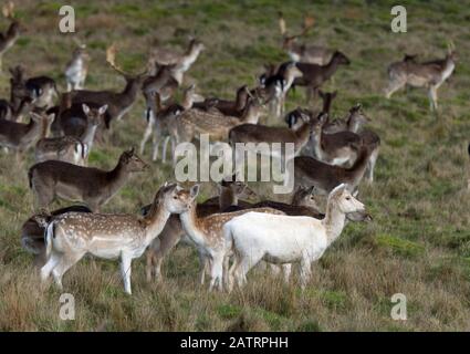 Damwild in offener Glade Stockfoto