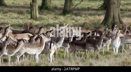 Damwild in offener Glade Stockfoto