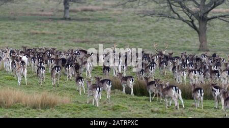 Damwild in offener Glade Stockfoto