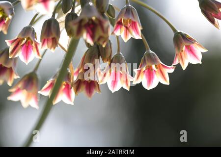 Symphytum officinale nach Regen an einem bewölkten Tag Stockfoto