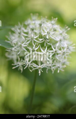 Symphytum officinale nach Regen an einem bewölkten Tag Stockfoto