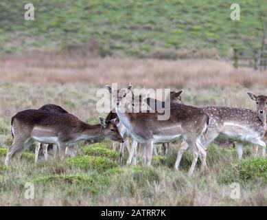 Damwild in offener Glade Stockfoto