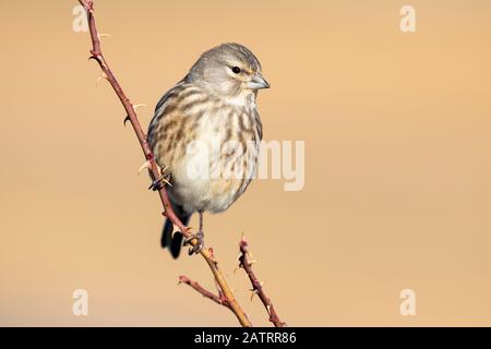 Die gewöhnliche Linnet-Frau Carduelis Cannabina thront auf einem Ast vor einem einheitlichen ockerfarbenen Hintergrund Stockfoto