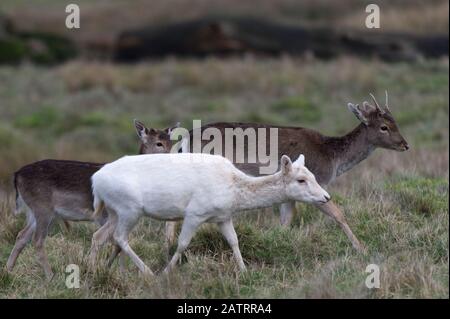 Damwild in offener Glade Stockfoto