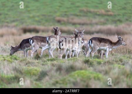 Damwild in offener Glade Stockfoto