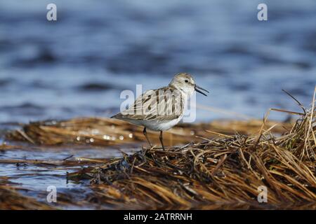 Semipalmated Sandpiper, ein kleiner Küstenvogel, der in der Nähe des Baker Lake, Nunavut, nach Nahrung sucht Stockfoto