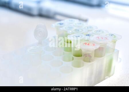 Mikroröhrenregal auf der Arbeitsfläche im wissenschaftlichen Labor. Chemische Geräte befinden sich auf weißem Hintergrund. Klinische Konzeptdarstellung. Stockfoto