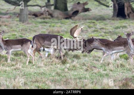 Damwild in offener Glade Stockfoto