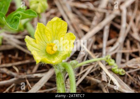 Wassermelone Blüte Stockfoto