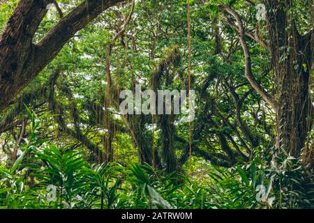 Schöner Wald von Jawatan Perhutani, in der Nähe von Banyuwangi; Java, Indonesien Stockfoto