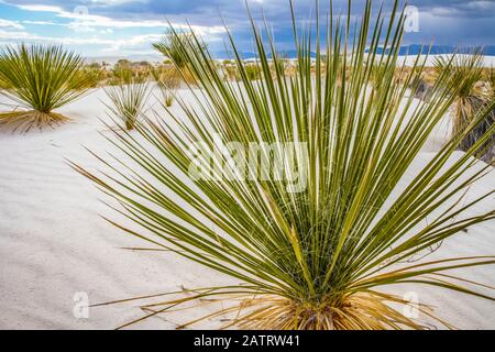 Soaptree Yucca (Yucca elata), White Sands National Monument; Alamogordo, New Mexico, Vereinigte Staaten von Amerika Stockfoto