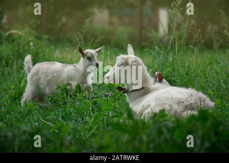 Auf einer grünen Wiese werden Ziegen gegrast. Ziegenbock mit Ziegenbock. Familienziegen vor grünem Grasgrund. Weide eines Viehs. Stockfoto