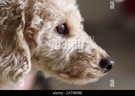 Aprikosenspielzeug-Pudel, Seitenprofil des Pudels von vier Jahren, braune Augen mit schwarzer Schnauze, niedliches Puppenporträt, Nahaufnahme Seitenprofil Stockfoto