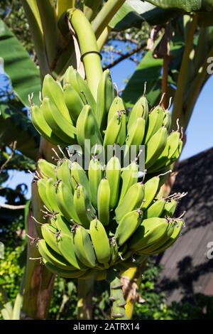 Bündel von wachsenden Bananen auf einem Baum; Vinales, Kuba Stockfoto