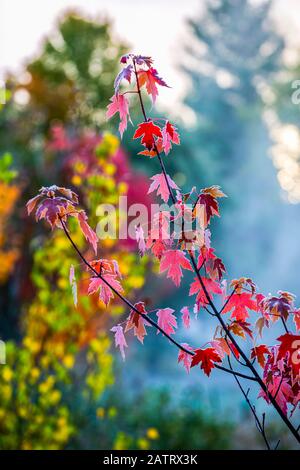 Herbst rote Ahornblätter mit Frost und Nebel in der Luft; Quebec, Kanada Stockfoto