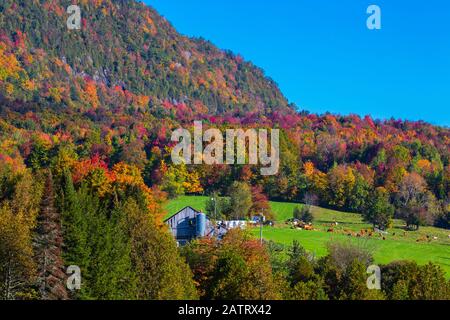 Herbstwald und Berge mit lebendigen Farben, Scheune und Kühe auf einem Feld; Quebec, Kanada Stockfoto