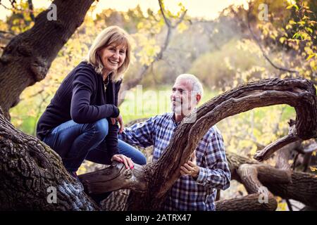 Eine reife Frau klettert an einem warmen Herbstabend auf einen Baum, den ihr Mann A in einem Stadtpark beobachtet; St. Albert, Alberta, Kanada Stockfoto