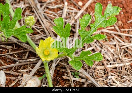 Wassermelonenblatt Stockfoto