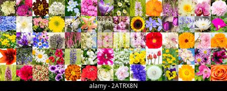 Collage-Mosaik von Sommerblumen blüht in Europa. Viele verschieden farbige Blumenblüten in quadratischem Muster. Hintergrundkonzept. Stockfoto