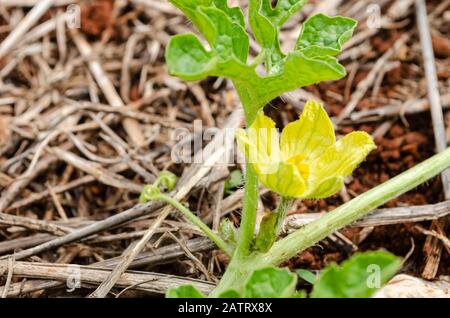 Melone Flower Seitenansicht Stockfoto