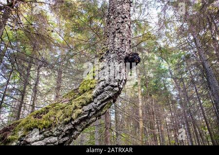 Chaga Pilz auch bekannt als Inonotus obliquus aus einer Birke Baumstamm im Sommer wachsen. Chaga ist für natürliche pflanzliche Heilmittel verwendet. Stockfoto