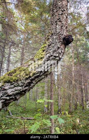 Chaga Pilz auch bekannt als Inonotus obliquus aus einer Birke Baumstamm im Sommer wachsen. Chaga ist für natürliche pflanzliche Heilmittel verwendet. Stockfoto