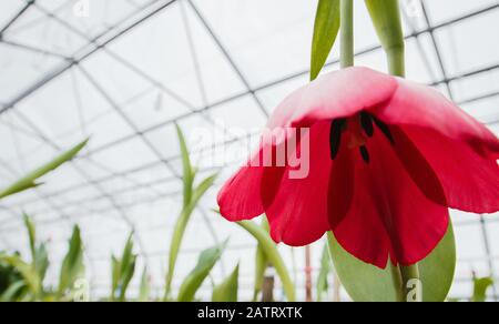 Schöne rosa Tulpen, Frühling Blumen im Gewächshaus angebaut. Frühling Blumen und Floristik. Stockfoto