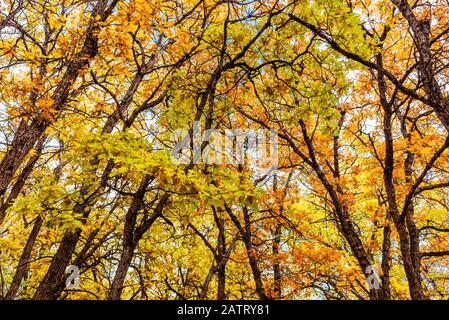 Eichenbäume im herbstfarbenen Laub entlang der Oak Creek Road, Eastern Washington; Nachez, Washington, Vereinigte Staaten von Amerika Stockfoto