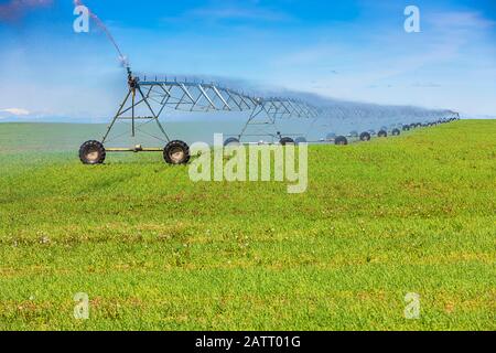 Bewässerungsanlagen Spritzen von Wasser auf eine wachsende Ernte auf Ackerland; Alberta, Kanada Stockfoto