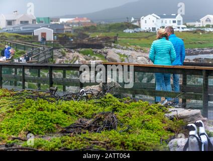 Besucher auf Gehwegen im Stony Point Nature Reserve, die die afrikanische Pinguinkolonie (Spheniscus demersus) an der Betty's Bay, Dem Overberg, Südafrika, betrachten Stockfoto