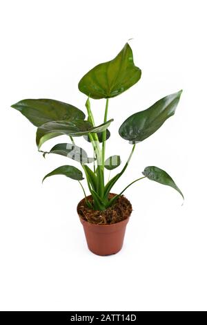 Vollständige tropische "Alocasia Cucullata"- oder "Elephant Ear"-Zimmerpflanze in Blumentopf auf weißem Grund Stockfoto