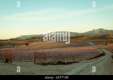 Blüte des Pfirsichbaums mit der Sierra La Pila im Hintergrund in der Region Murcia. Spanien Stockfoto