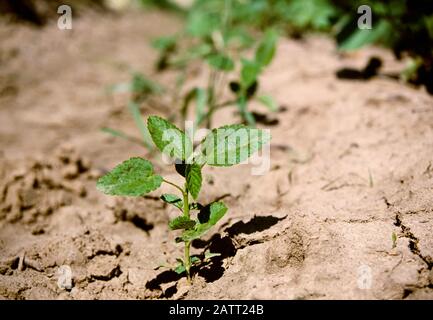 Landwirtschaft - Unkraut, stachelige Sida (Sida spinosa) in einem Baumwollfeld / Mid-South, USA. Stockfoto